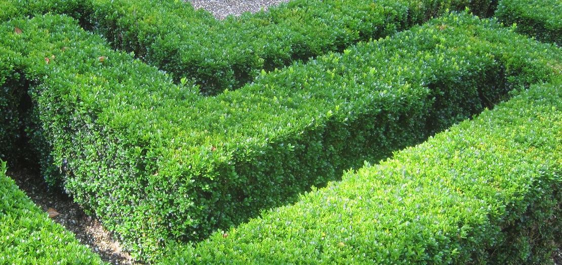 Immergrüne Formgehölze Buxus & Alternativen image